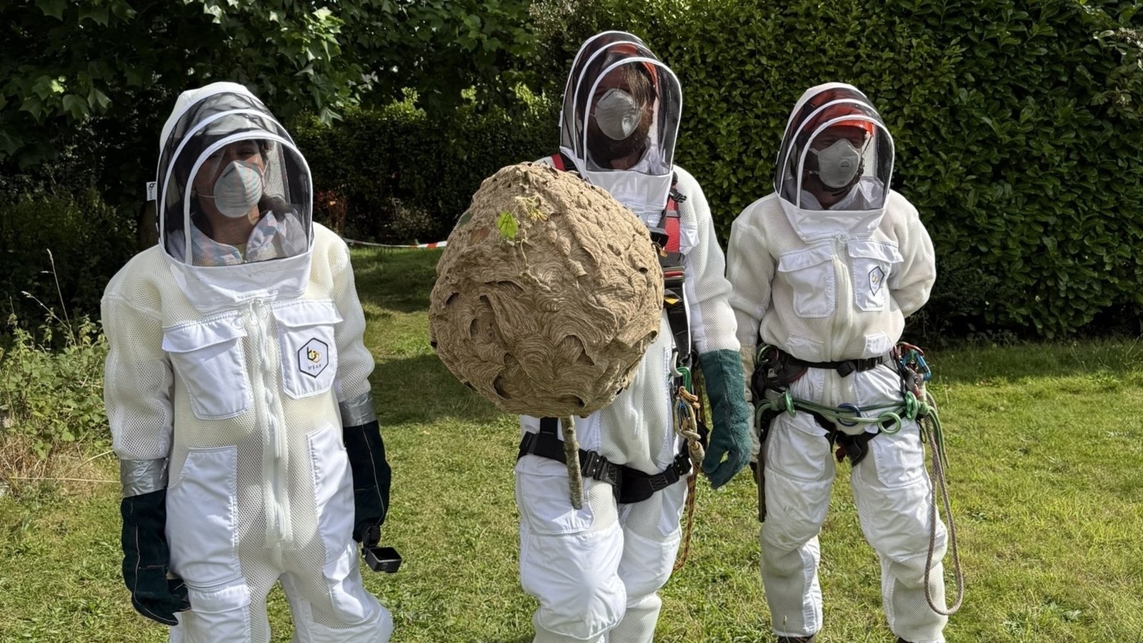 Second Asian hornet nest confirmed in Co Cork