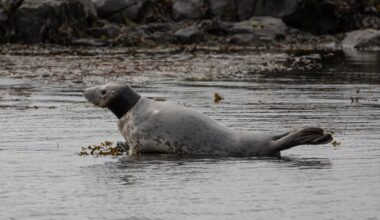 Grey seal caught in tubing spotted on Rathlin Island