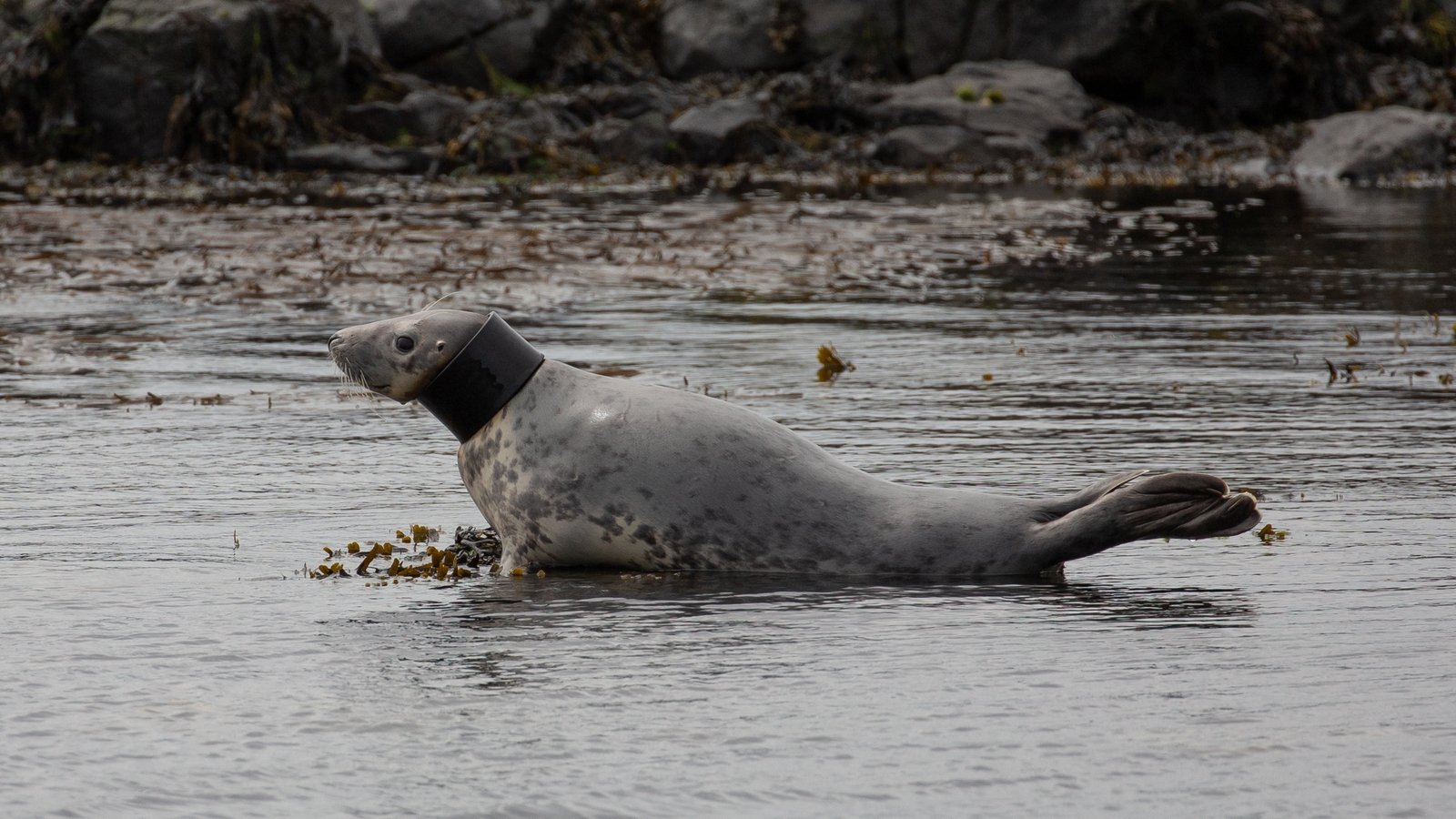 Grey seal caught in tubing spotted on Rathlin Island