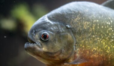 Sri Lanka to ban predatory pet fish to protect ecosystems