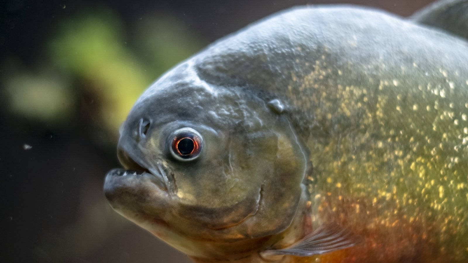 Sri Lanka to ban predatory pet fish to protect ecosystems