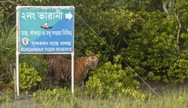 An orange tiger with black stripes stands at the edge of a green forested area behind a blue and teal sign that reads “Sundarban Tiger Reserve.”