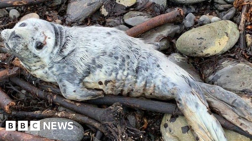 The Caithness husband and wife team rescuing poorly seal pups