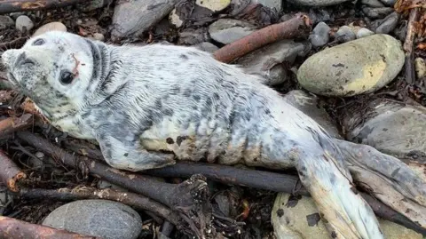Caithness Seal Rehab and Release Centre A seal pup looks up at the camera from where it is lying among broken branches and large rocks on a shoreline. The seal is light grey in colour and has large black eyes.