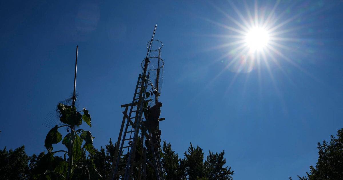 The world's tallest sunflower blooms in an Indiana backyard as a tribute to Ukraine