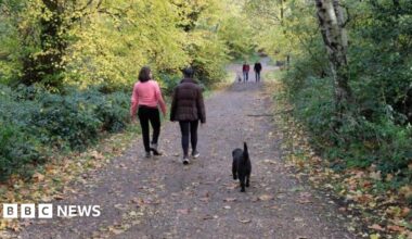 Dog walkers walk through trees with autumn leaves scattered across the path.