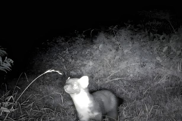 Pine Martin captured on camera in the Mendip Hills by Charlie and Rachel Fayers, A Patch Wilder