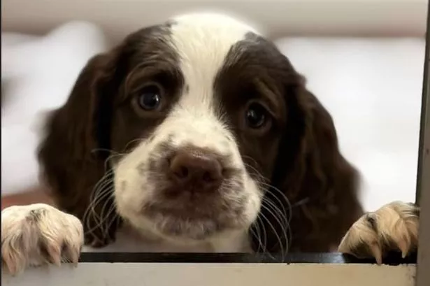 Nellie - just after she was rescued. She is now being trained as a sniffer dog by GMP.