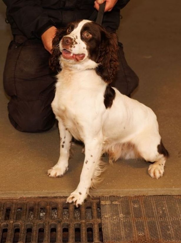 Pablo - one of the four Springer Spaniels rescued from a house of horrors in Doncaster and now working for GMP.