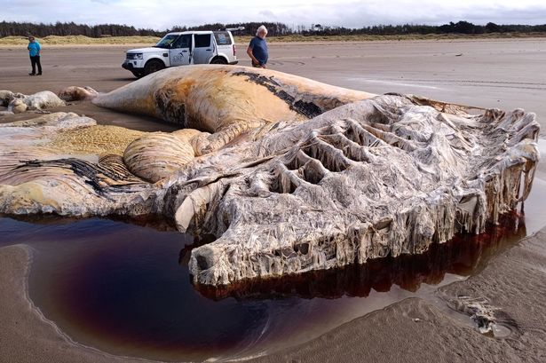 What was left of the whale's enormous head