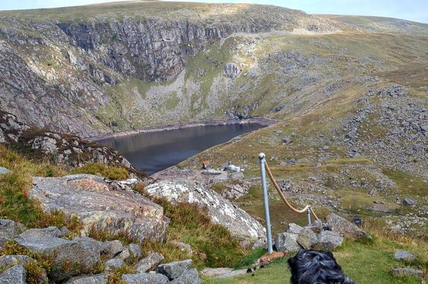A dog pictured on a mountain path near a handrail