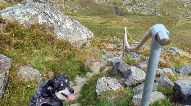 A dog pictured on a mountain path near a handrail