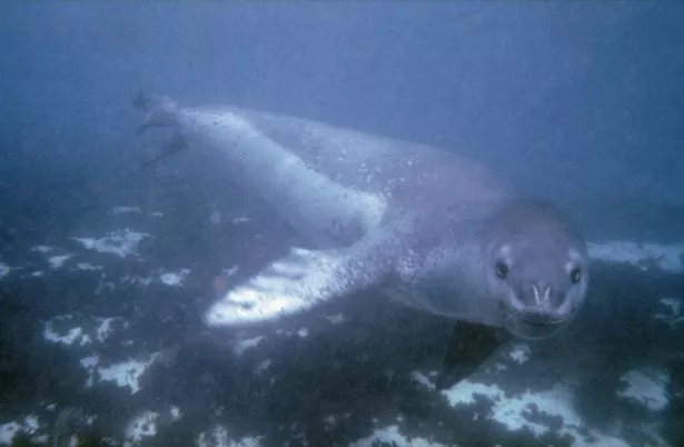 Leopard seal