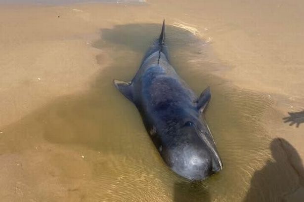 The huge whale was the first of its kind to be seen in the Gower