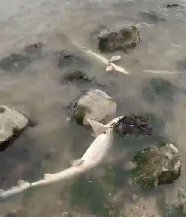 The image shows multiple dead bull huss sharks in the water