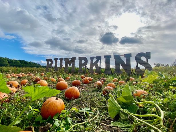 Pumpkin picking is back at Kenyon Hall Farm