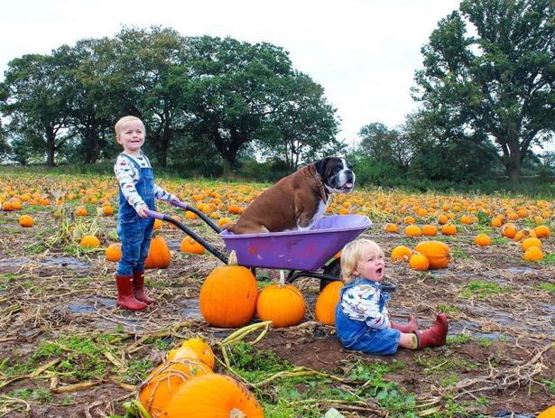 Malpas Pick Your Own Pumpkins