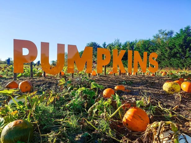 The Pumpkin Festival is back at Grange Farm in Lowton