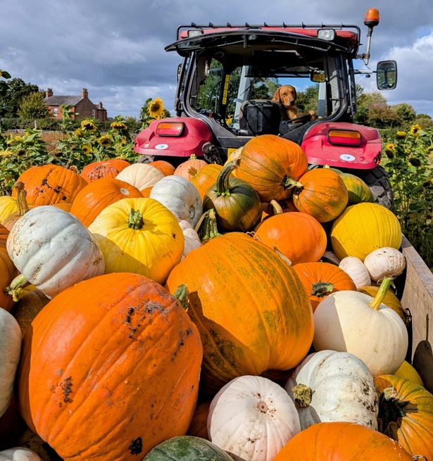 The Pumpkin Patch at Dunham Massey Ice Cream Farm