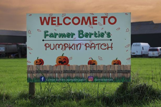 Farmer Bertie's Pumpkin Patch