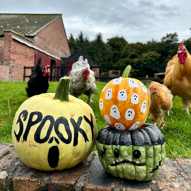 Tatton Park pumpkin patch