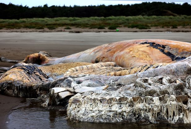 Fin whale