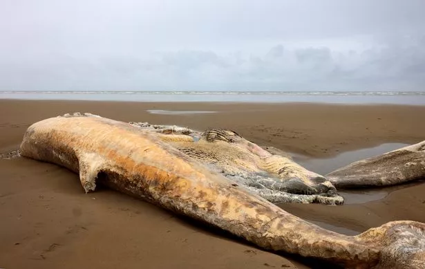 The whale
