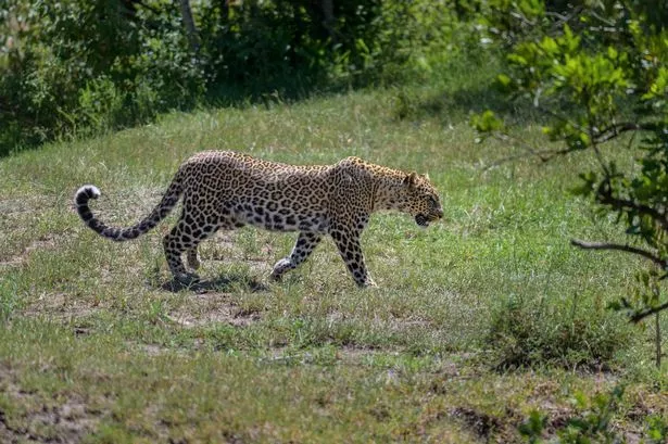 A leopard in the wild walking through grass