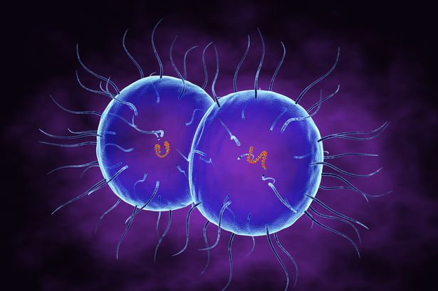 Two cells in bright blue colours
