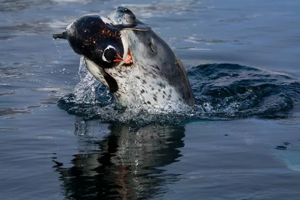 Giant leopard seal devours a penguin