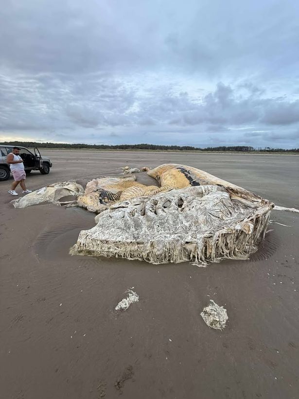 A huge corpse of a sea creature lies on a beach in Wales