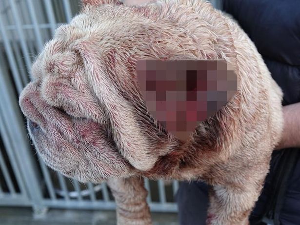 Two men have been sentenced after they were caught running a horror, unlicensed dog fertility clinic from a shed.