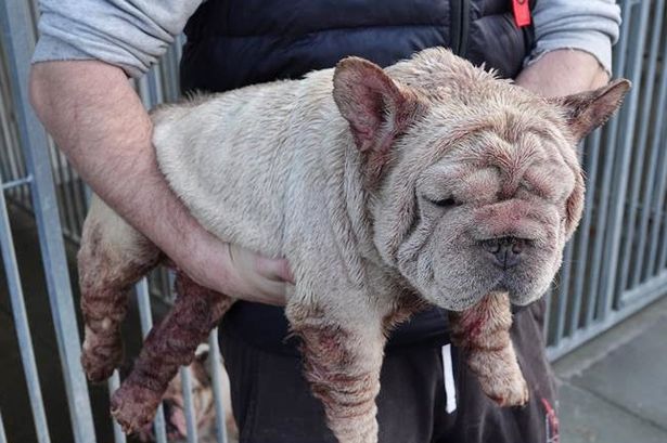 Two men have been sentenced after they were caught running a horror, unlicensed dog fertility clinic from a shed.