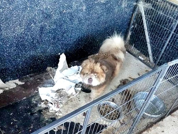Two men have been sentenced after they were caught running a horror, unlicensed dog fertility clinic from a shed.