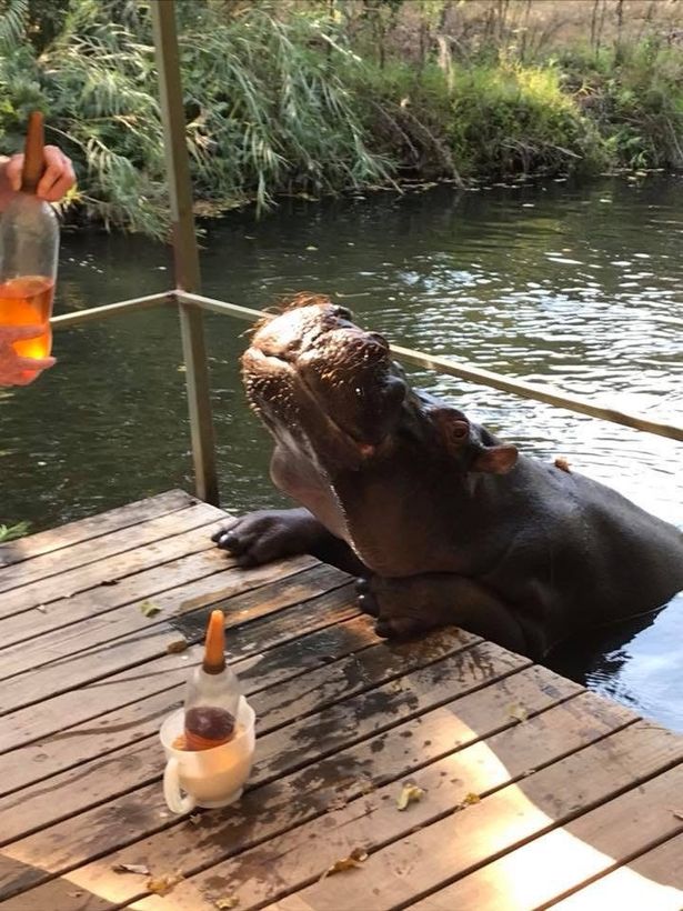 A hippo in the water