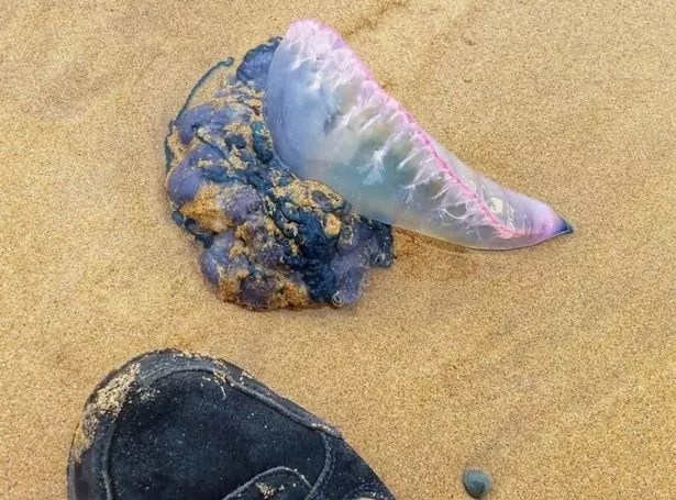 A lilac looking jelly fish