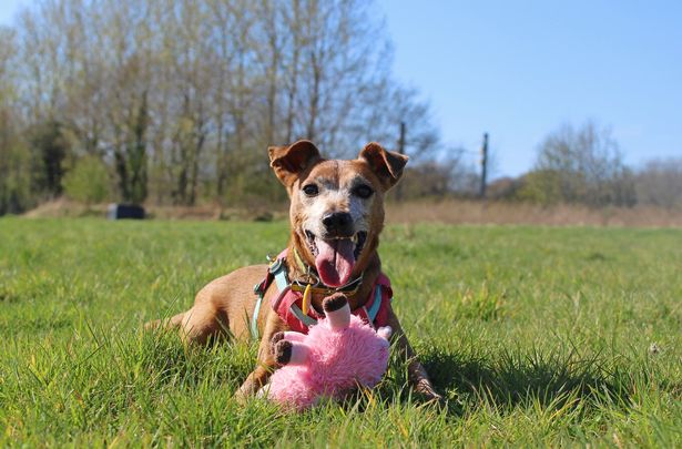 Patsy with pink toy with her tongue out sitting on grass