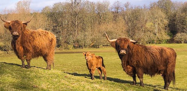 Meet Pollok Park's newest members this weekend.
