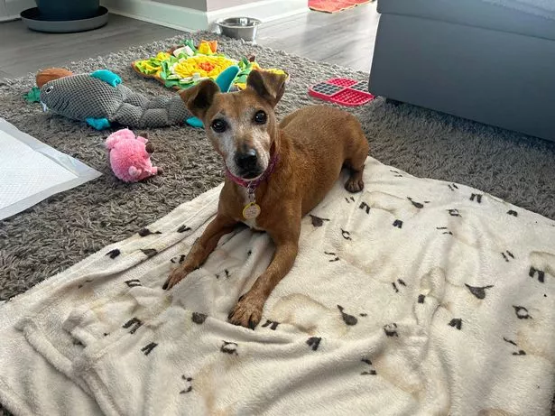Patsy sitting on living room floor with blankets around her