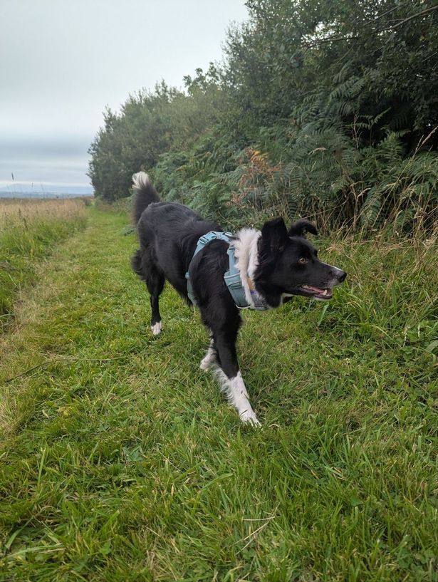 Floss the dog 