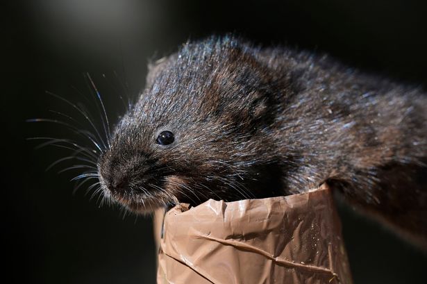 A water vole