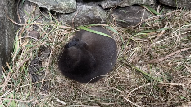 Little Hope was discovered curled up in a garden