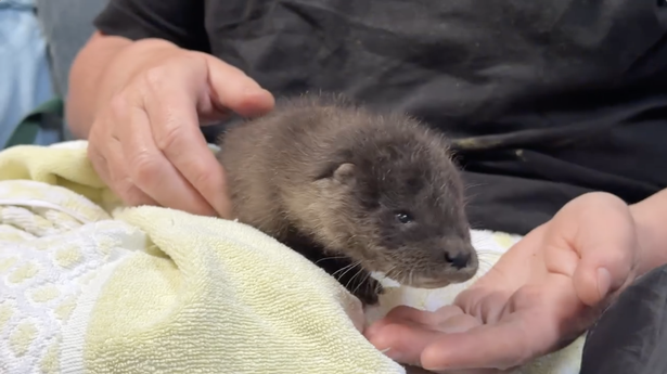 Hope will be kept in the sanctuary's care for around nine months