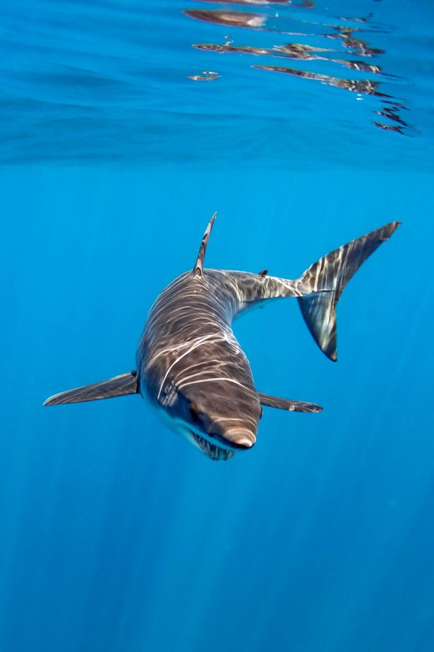 Products labelled as Mako Shark were something very different