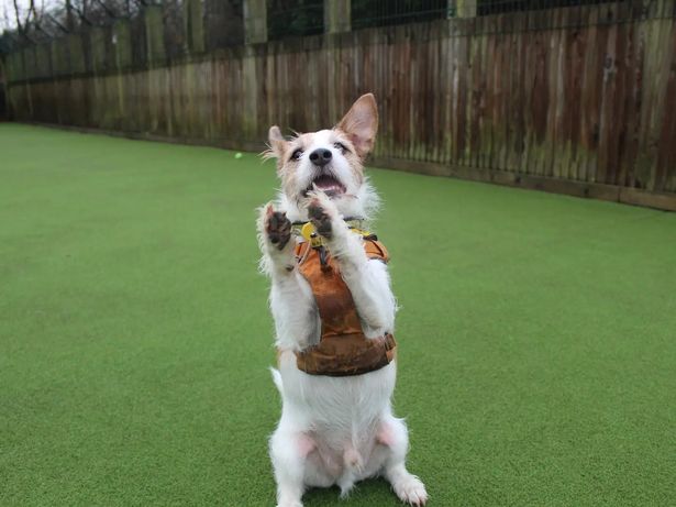 Skipper doing tricks