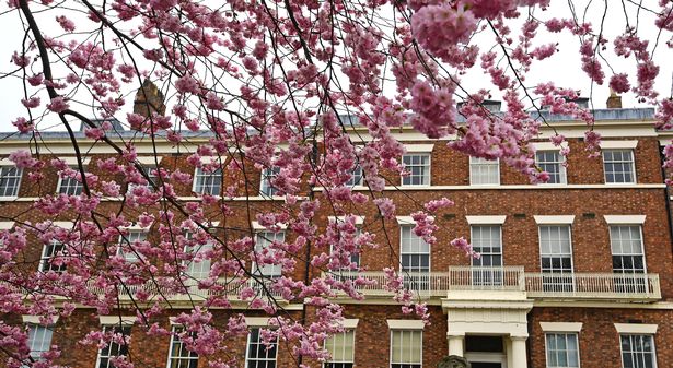 Spring blossom in Abercromby Square, Liverpool. Photo by Colin Lane