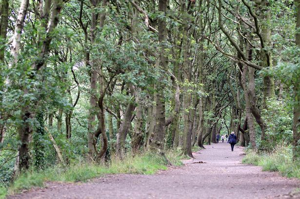 Storeton Woods on the Wirral. 