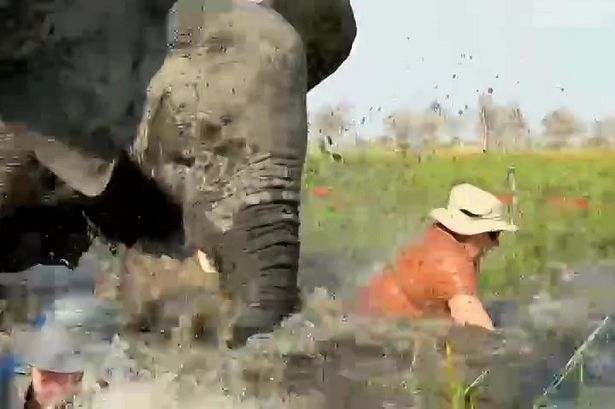 Elephant