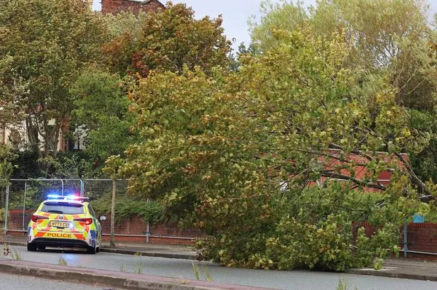 Tree down in the strong winds on Merton Road, Bootle