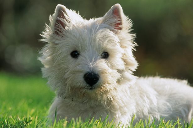 West Highland white terrier / Westie dog lying on lawn in garden, Scotland, UK. (Photo by: Arterra/Universal Images Group via Getty Images)